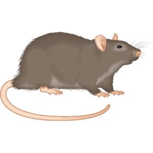 Rat - Rodent Control - Bayer - Pest Control