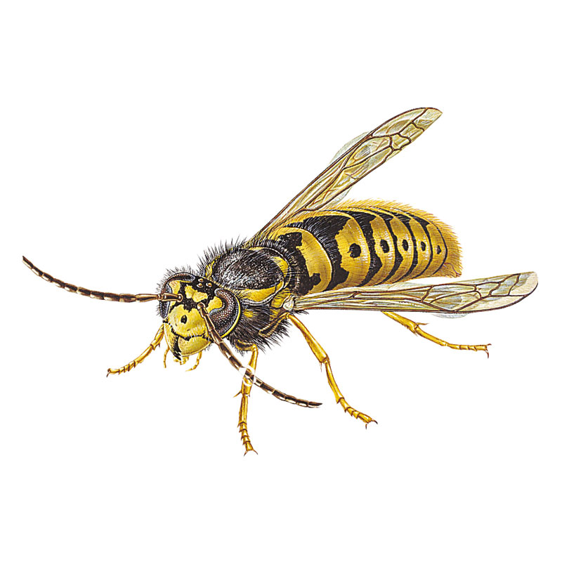 Wasps - Vespula Vulgaris - Pest Control - Envu