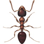 Black House Ant