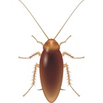 American Cockroach - Bayer Pest Control