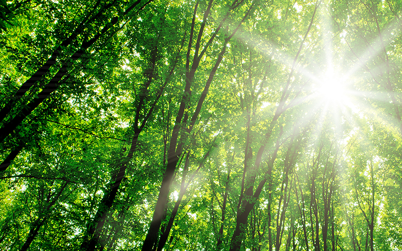 Forestry