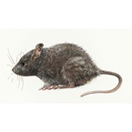 Rodent - Pest Control - Envu