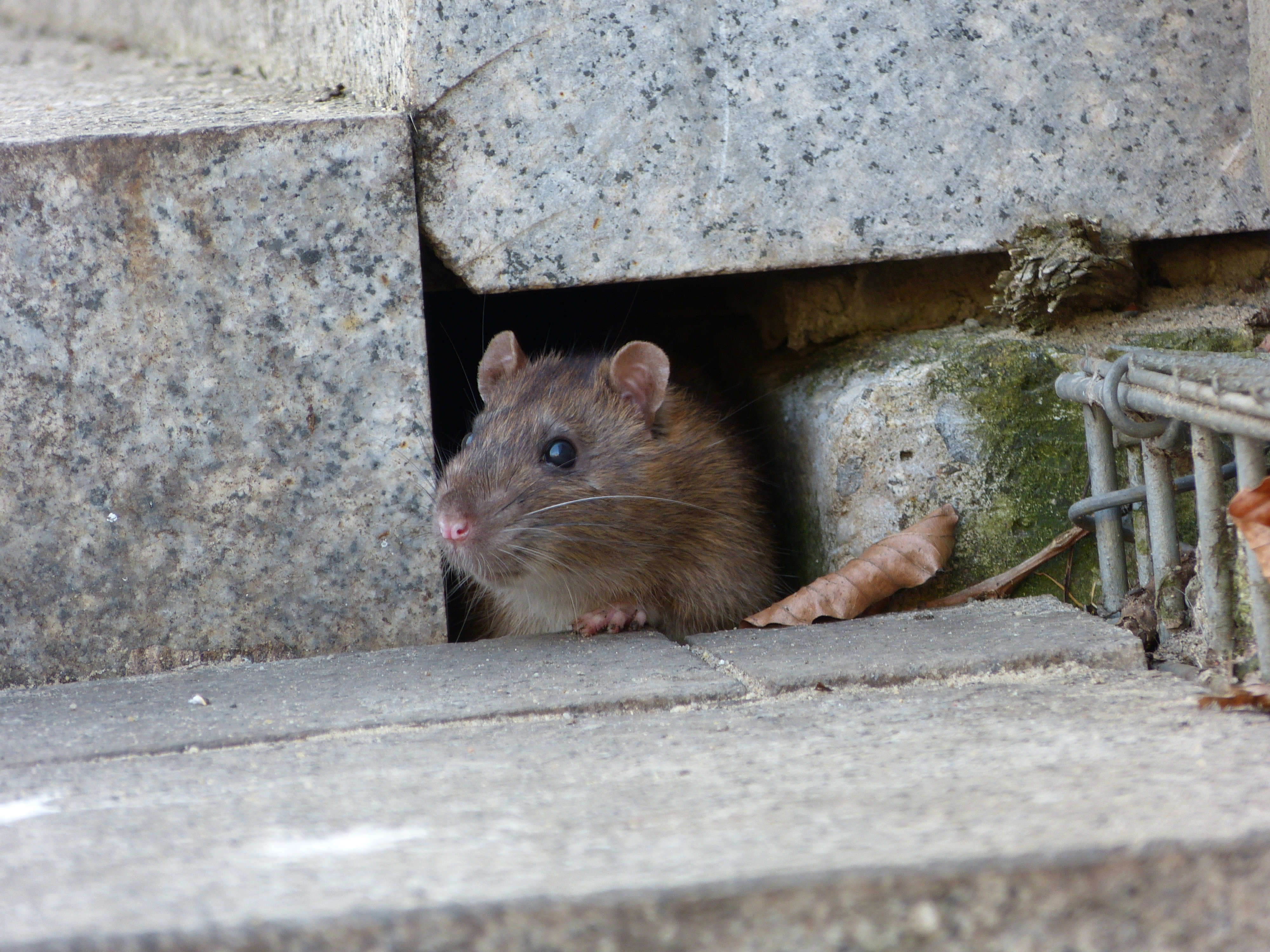 Råtta tittar ut under en stentrappa