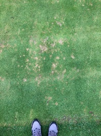 Control zones set up across the golf course, showing localised Microdochium Patch infections  