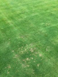 Control zones set up across the golf course, showing localised Microdochium Patch infections  