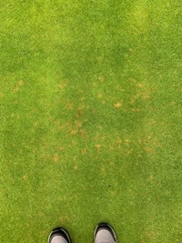 Control zones set up across the golf course, showing localised Microdochium Patch infections  
