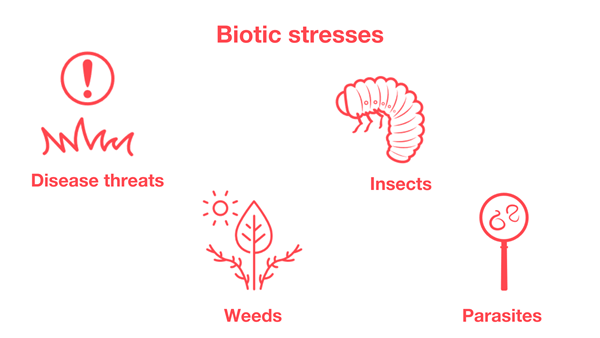 Biotic stresses