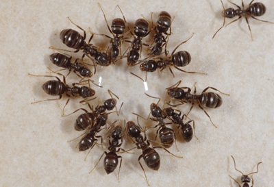 Black ants