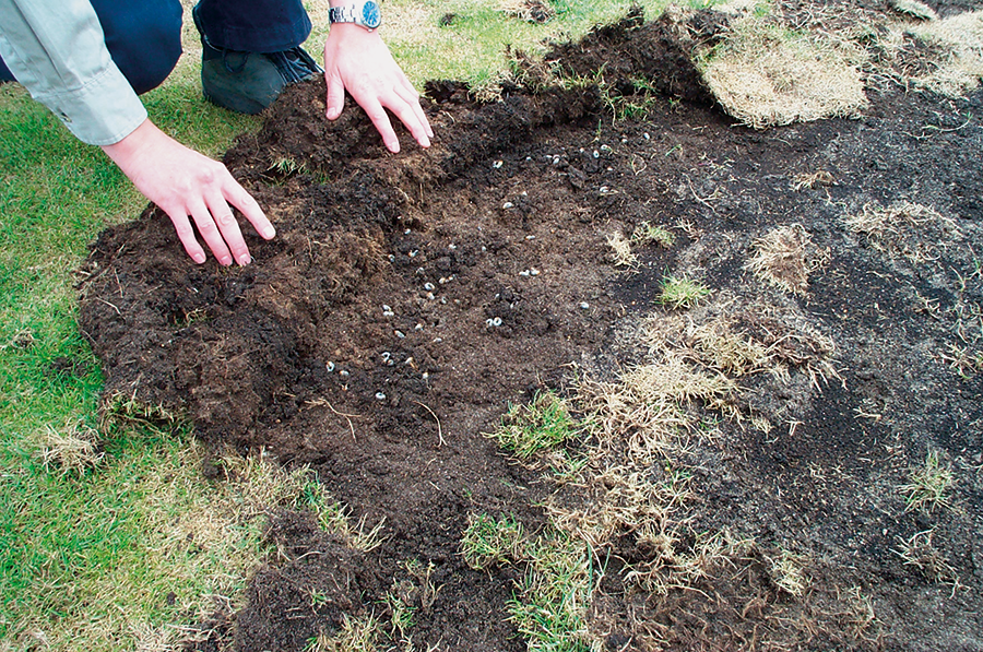 Chafers Under Surface