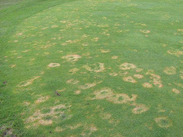Microdochium Patch