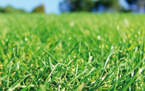 Turf