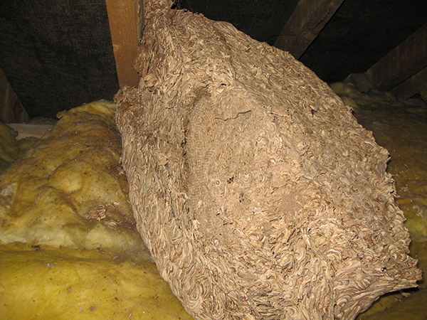 wasp nest