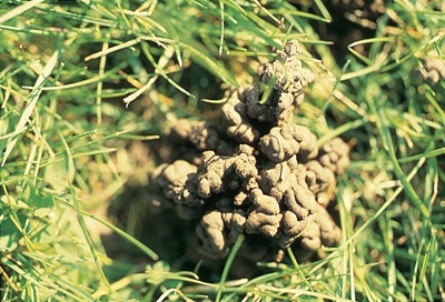 Worm cast