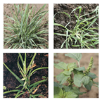 Grasses