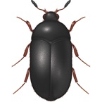 Black Carpet Beetle