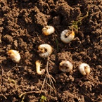 Chafer