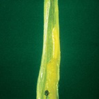 Frit fly