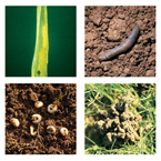 Turf pests