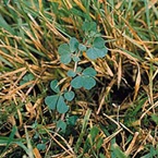 Birds Foot Trefoil
