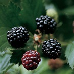 Bramble