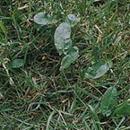 Common Sorrell
