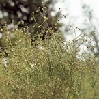 Corn Spurrey