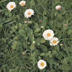 Daisy