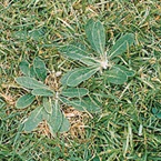 Mouse ear hawkweed