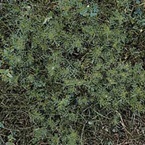 Scentless mayweed