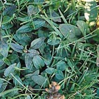 Selfheal