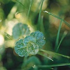 Slender speedwell