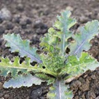 Sow thistle