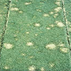 Brown patch