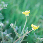Bulbous buttercup