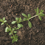 Cleavers