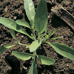 Common orache
