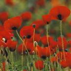 Corn poppy