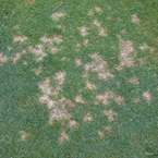 Dollar spot