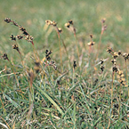 Field woodrush