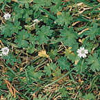 Geraniums