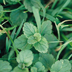 Germander speedwell