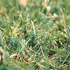 Heath bedstraw