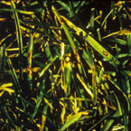 Leaf spot