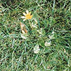Lesser celandine