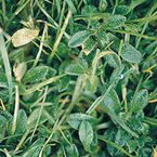 Mouse ear chickweed