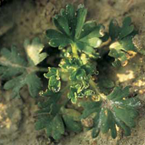 Parsley piert