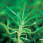 Pearlwort