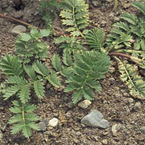 Silverweed