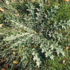 Spear thistle