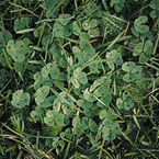 Spotted medick